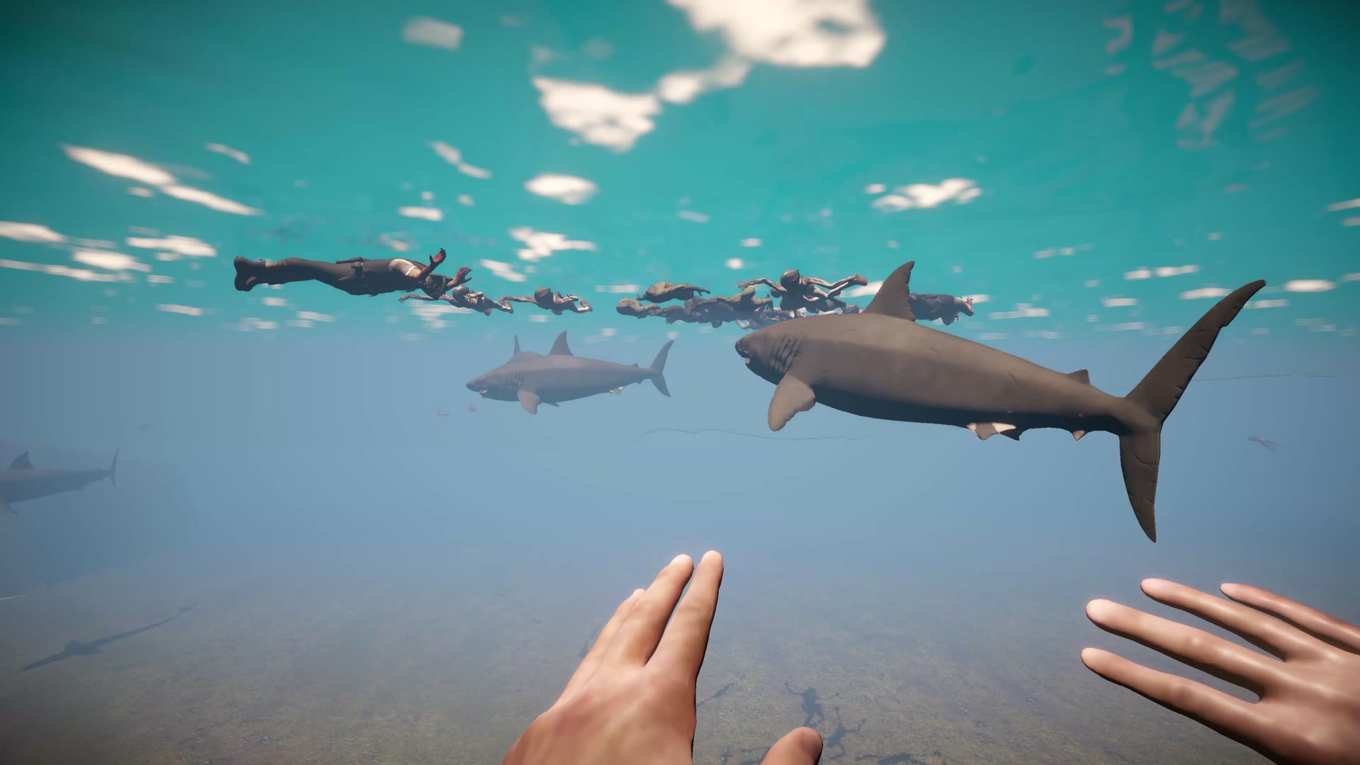 Shark attacking floating bodies underwater